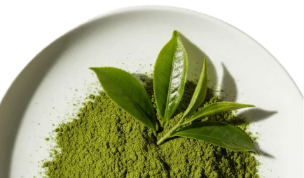 Green Tea Extract